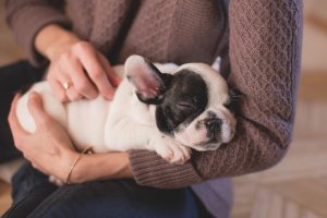 Dog Companion for Elderly