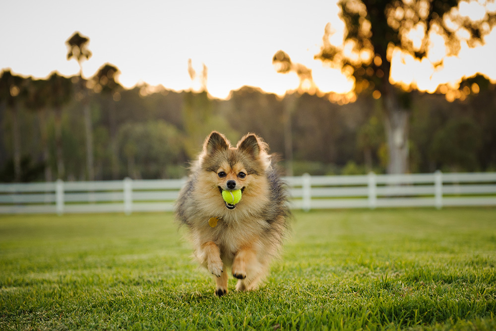 Playing with dog to prevent caregiver burnout